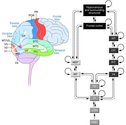 An image of the human brain, with various areas highlighted